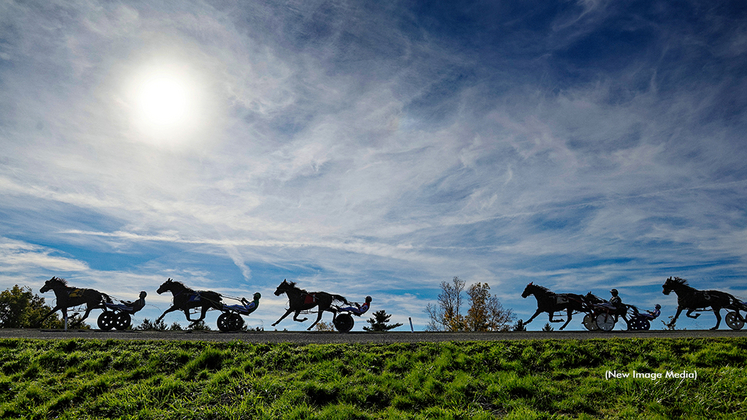 Canadian harness racing in the summer at Woodbine Mohawk Park