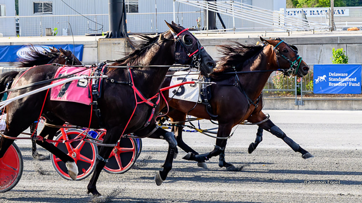 Mr Three O Five winning at Harrington Raceway