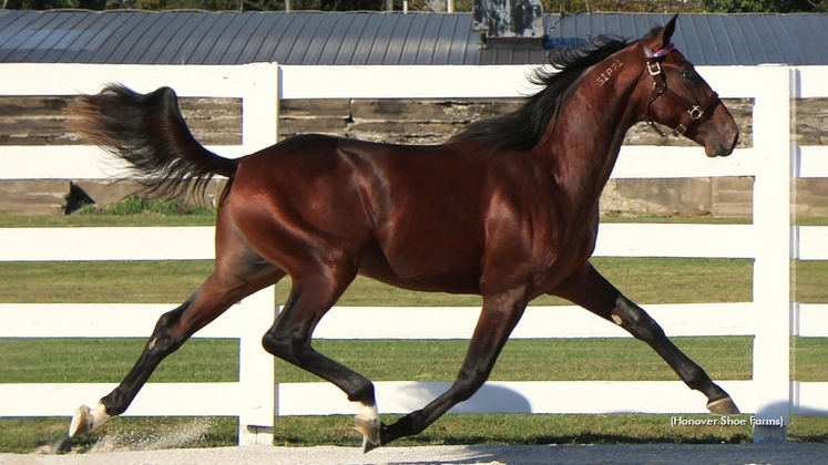 Shalom Hanover