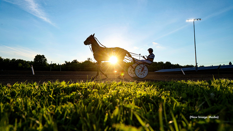A Standardbred racehorse in the sunlight at a Canadian racetrack