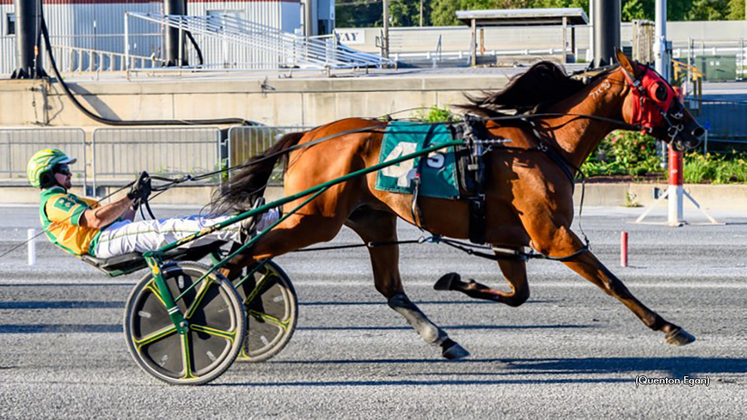 Arrowhead Hanover