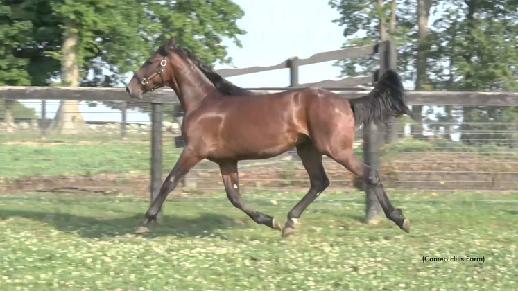 One Adam Twelve as a yearling