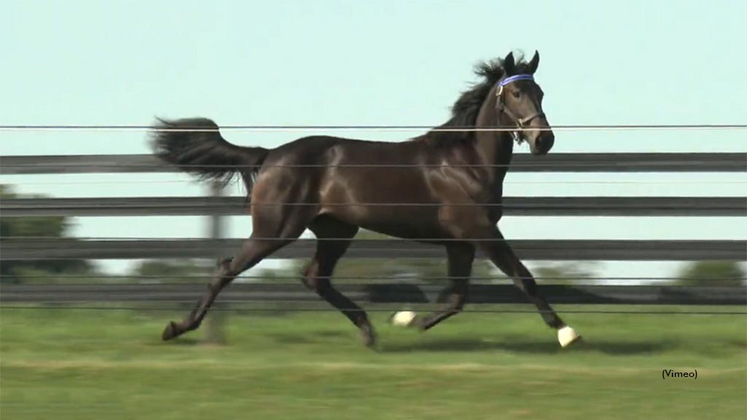 Bluebird Grace as a yearling