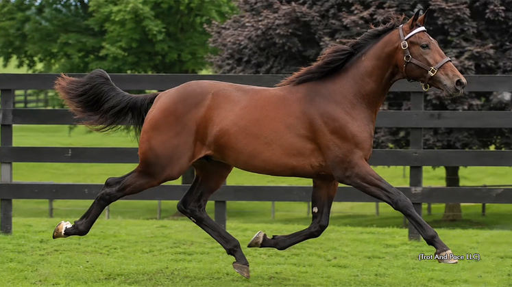 Slay Bells as a yearling