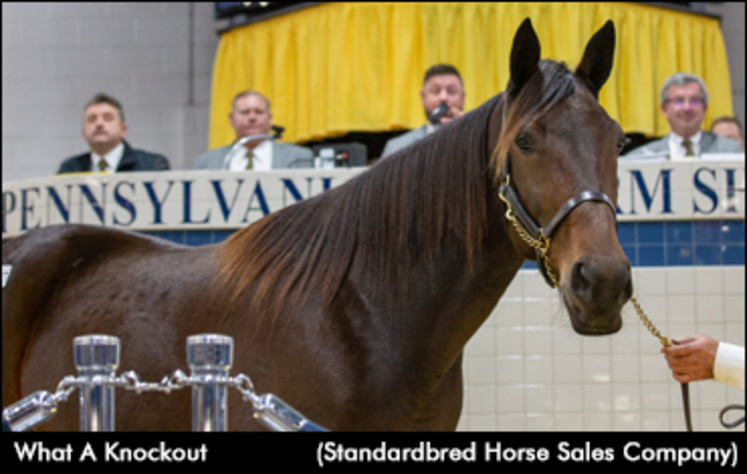 Harrisburg Sale | Standardbred Canada