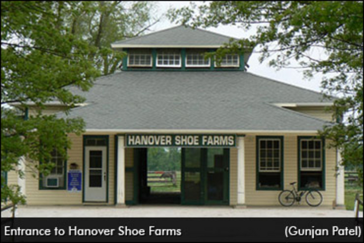 hanover-shoe-farms-370.jpg