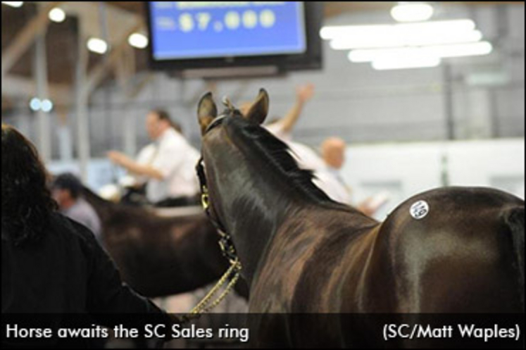 horse-awaits-sales-ring.jpg