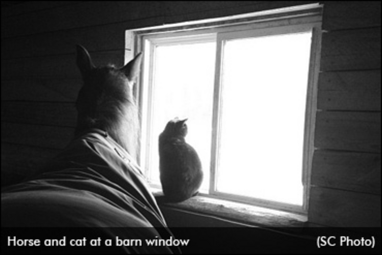 horse-cat-barn-window-370.jpg