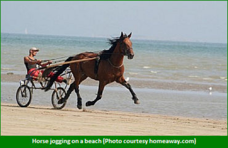 horse-jogging-on-beach.jpg