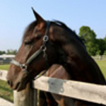 Madden Oaks