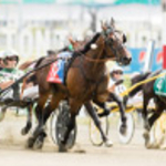Hambo100