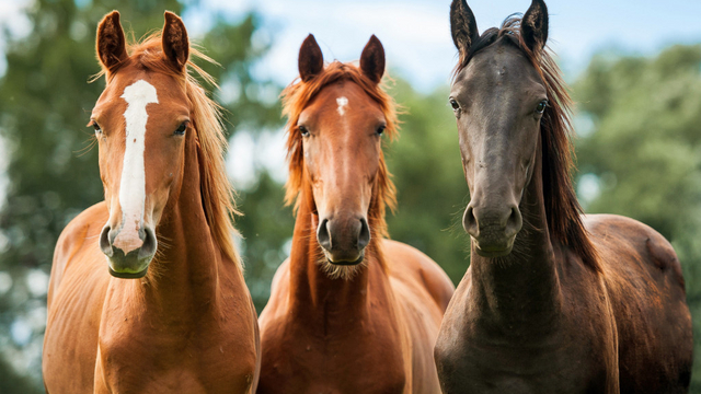 Horses