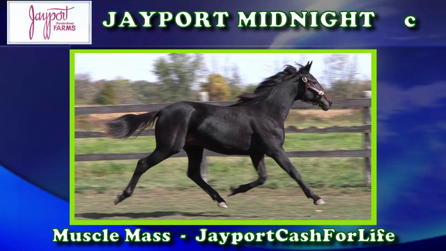 Jayport Midnight