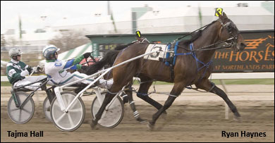 Standardbreds Forever Day At Northlands