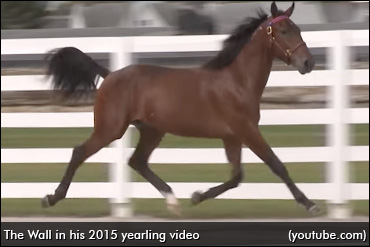 The Wall Is The Fastest Freshman