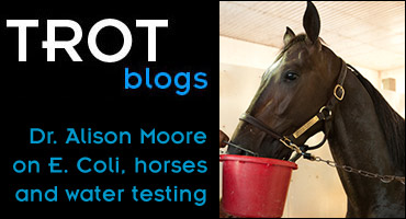 E. coli, Water Testing & Horses