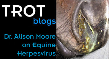 Dealing With An EHV-1 Outbreak
