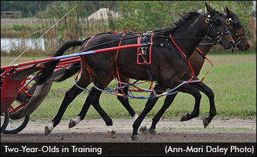 Call For 2016 Two-Year-Olds