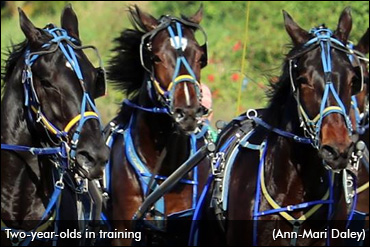 2017 Two-Year-Olds In Training