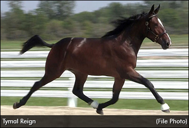 Kadabra Filly Tops Day 4