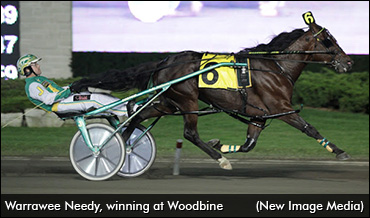 Warrawee Needy Retired, To Stud