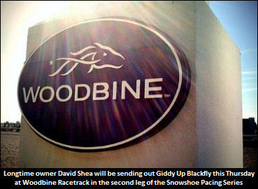 'Blackfly' To Flutter To Victory For Shea?