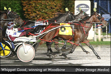 Whippet Good Retired From Racing