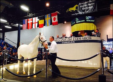 Santa Dazzles With White Standardbred