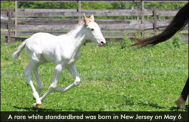 Rare White Standardbred Born