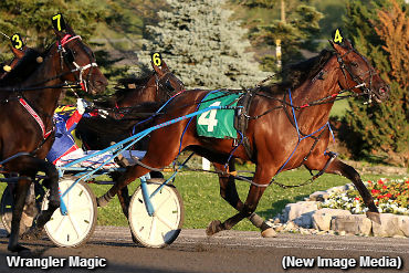 Favourites Sweep Gold Divisions