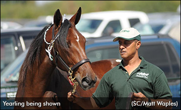 Canadian Yearling Sale Pedigrees