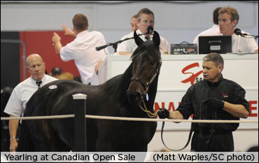 New SC Yearling Auction Guide