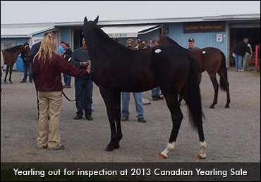 Behind The Scenes Of A Yearling Sale