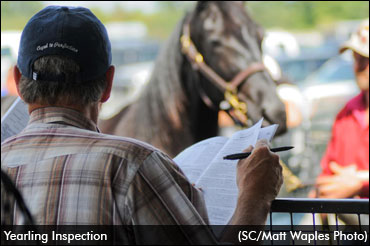 Canadian Yearling Sale Pedigrees