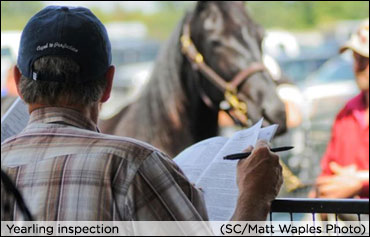 Canadian Yearling Sale Hits 320 Entries