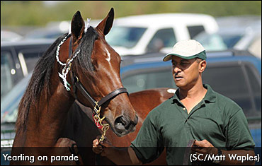New Yearling Sale For Ontario