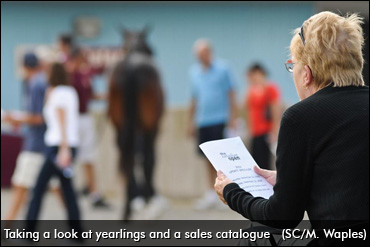 Canadian Yearling Sale Preview Day