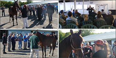 Sage Advice At Yearling Workshop