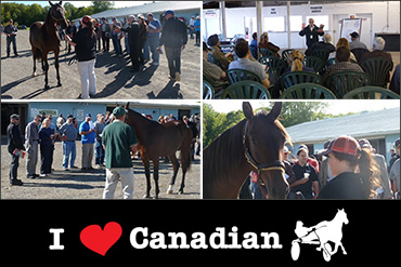 Yearling Sale Workshop Set