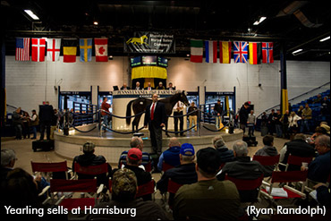 Harrisburg Yearling Sale Results
