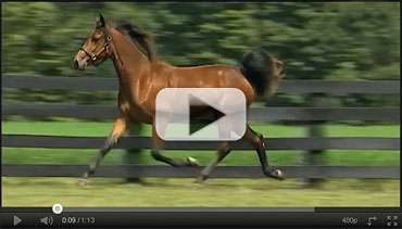 First Canadian Yearling Sale Videos