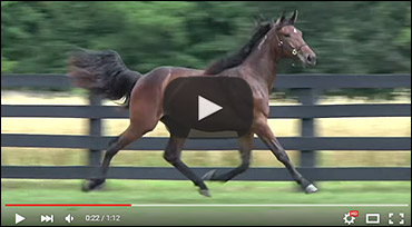 More Canadian Yearling Sale Videos