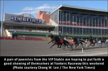 Shrewd VIP Purchases Look To Shine