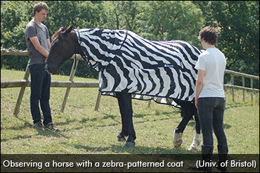 Your Horse Wants Zebra Stripes
