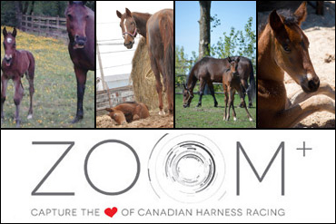 Last Call For Mares & Foals Photos